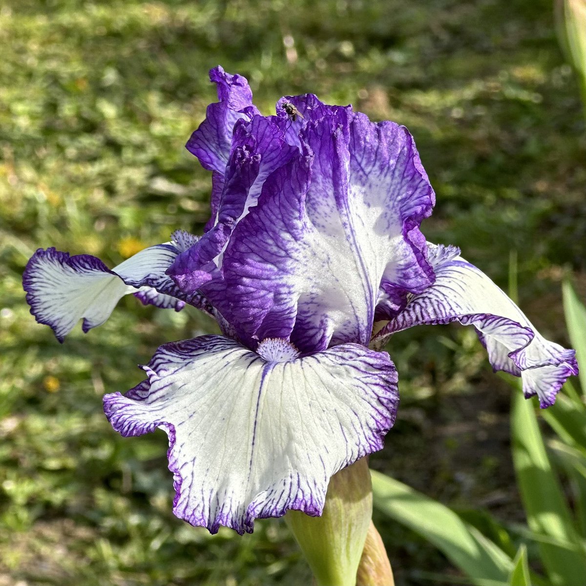 IB Iris ‘Bold Print’ one of the first intermediate iris to flower and always popular with those showy flowers too! #irisboldprint #beardedirises #irises #fieldgrown #iris #boldprint #showtime #flowers #irisgarden #seagatenurseries