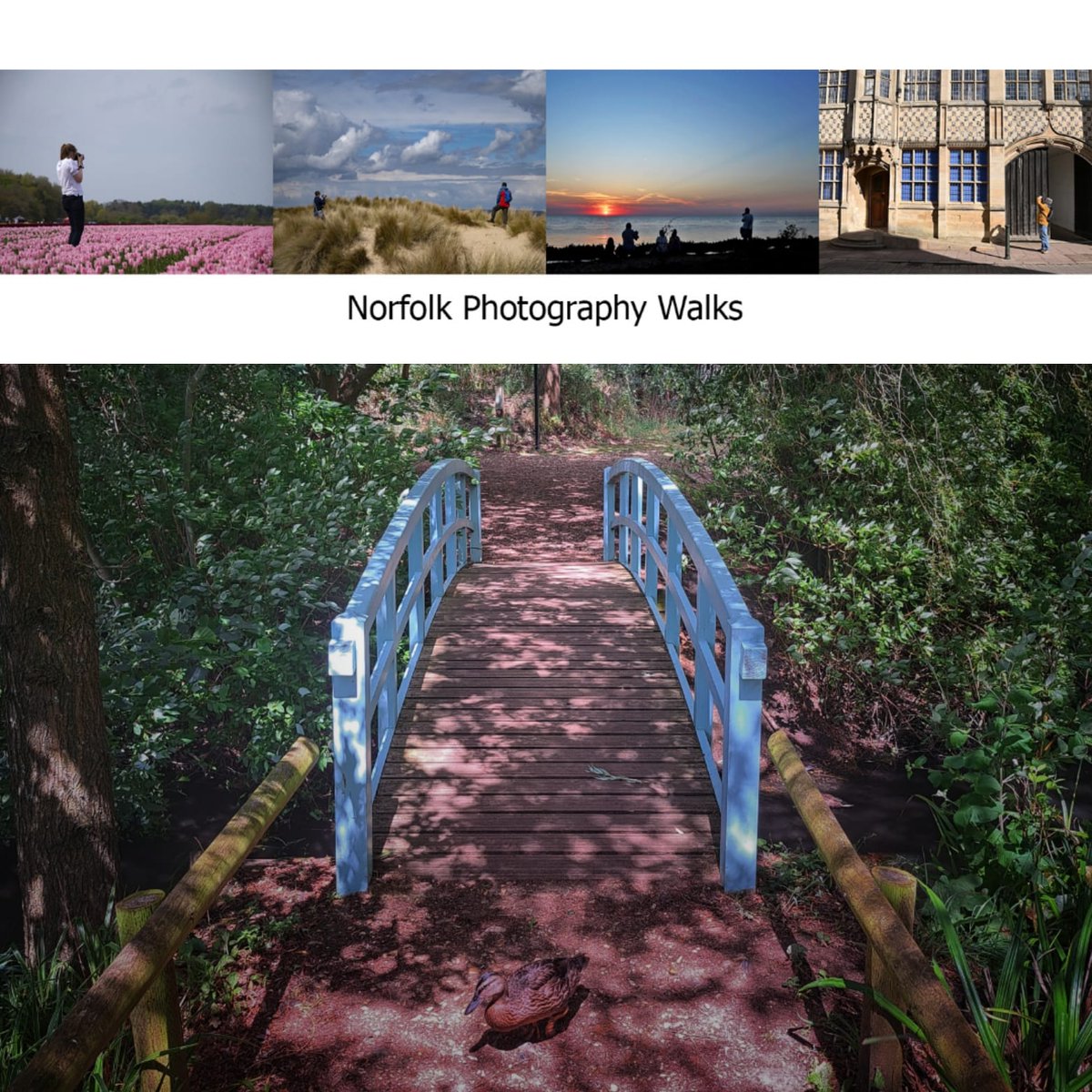 New Group Walk...
Sunday 26th May ~ 2PM

Pensthorpe

Colour and Life

norfolkphotographywalks.com