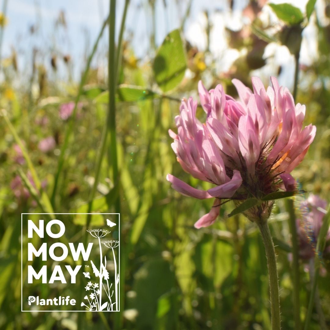 Our polling shows that a HUGE 84% of respondents consider it important to look after the environment & support conservation efforts - such as #NoMowMay - in their everyday life!
🌷 🐝 

Find out more in our #NoMowMay press release
👉 bit.ly/3MVAv1I

#ConservationOptimism