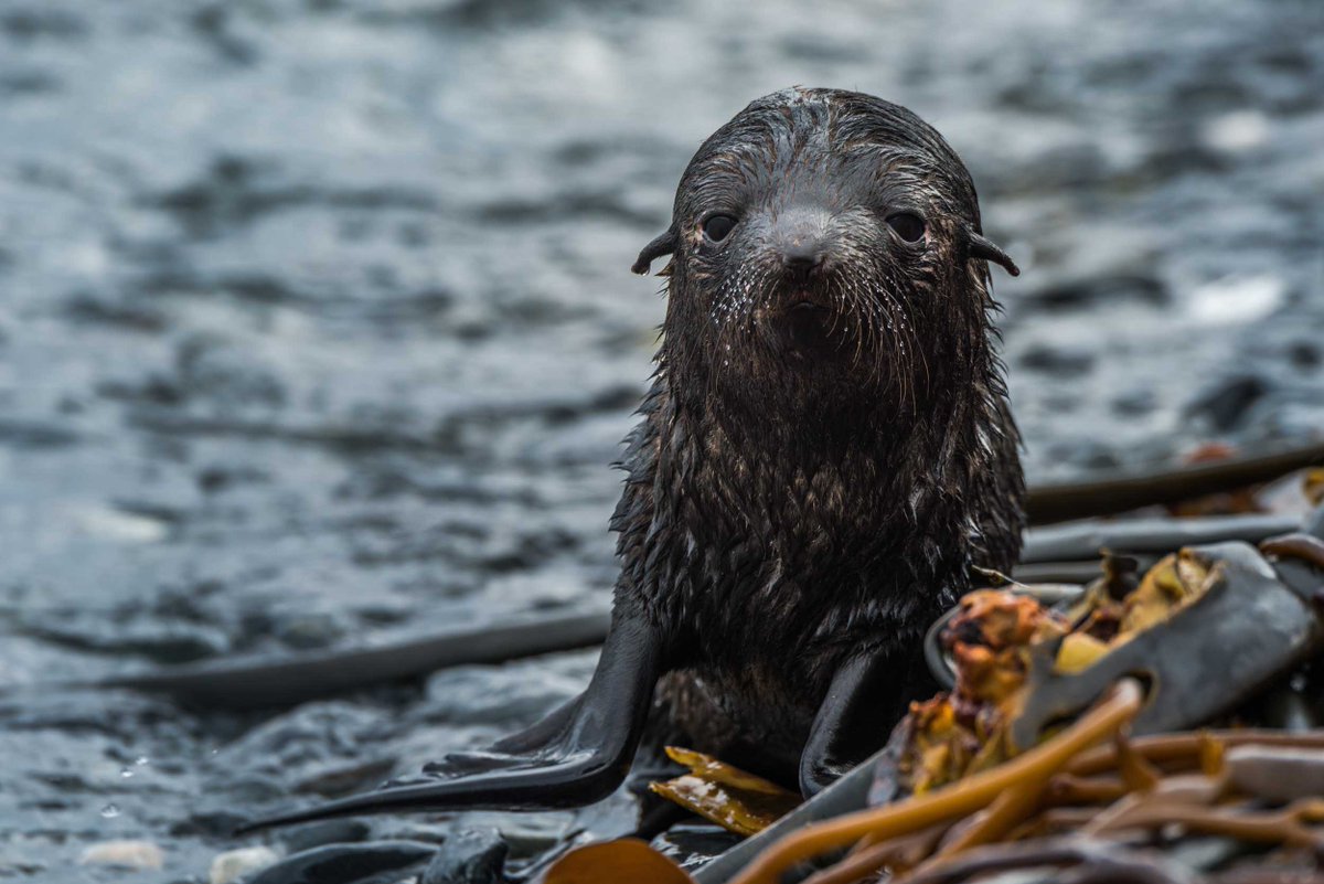 My favourite shots of seals and sea lions

#seal #sealion #seals #sealions #onsafariwithnickdale