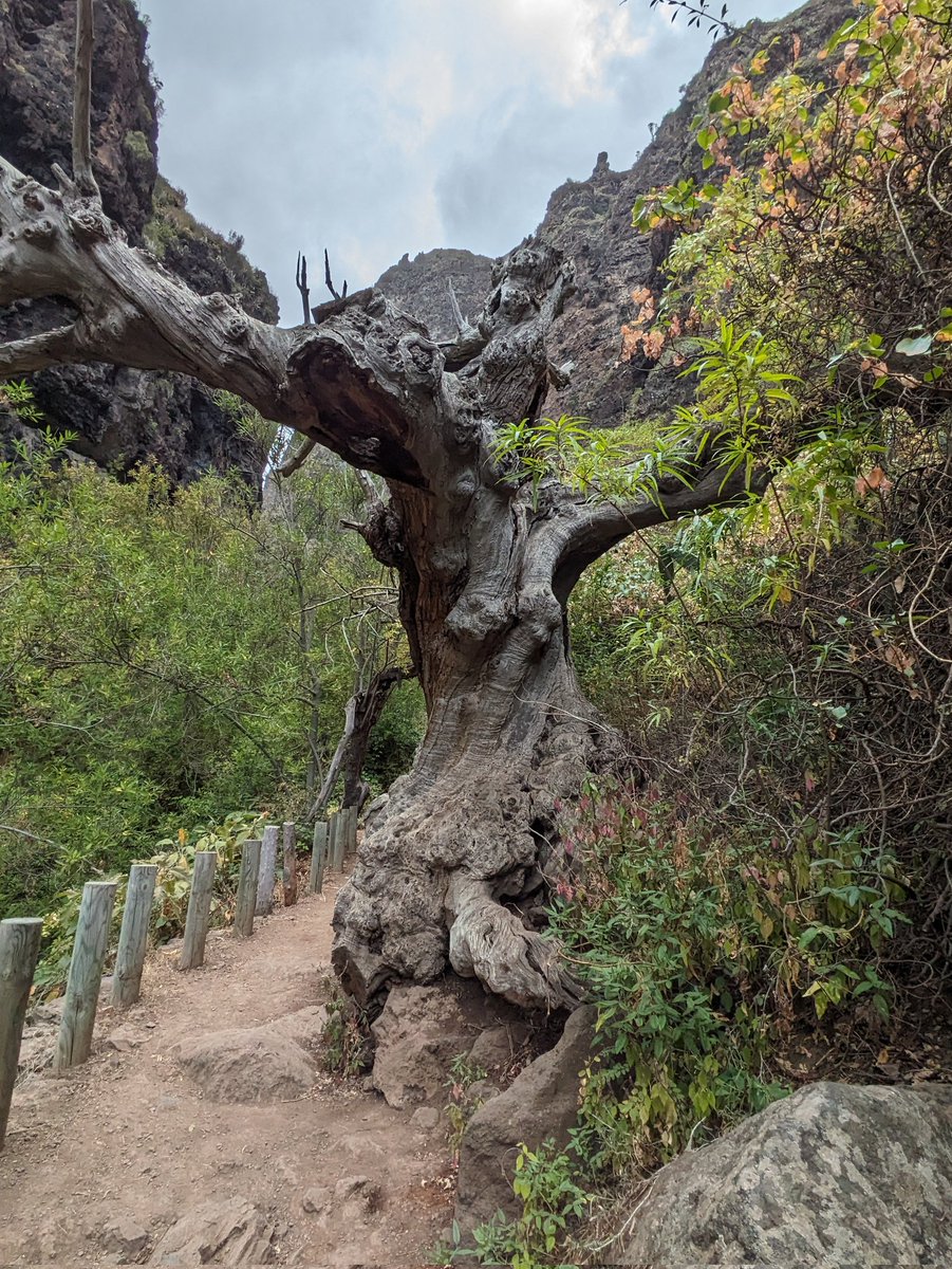 For #ThicktrunkTuesday 🌳🪵 in the Thermophile habitat along the Barranca del Infernio trail, a tree that has observed alot of comings and goings over the years 🇪🇸😉