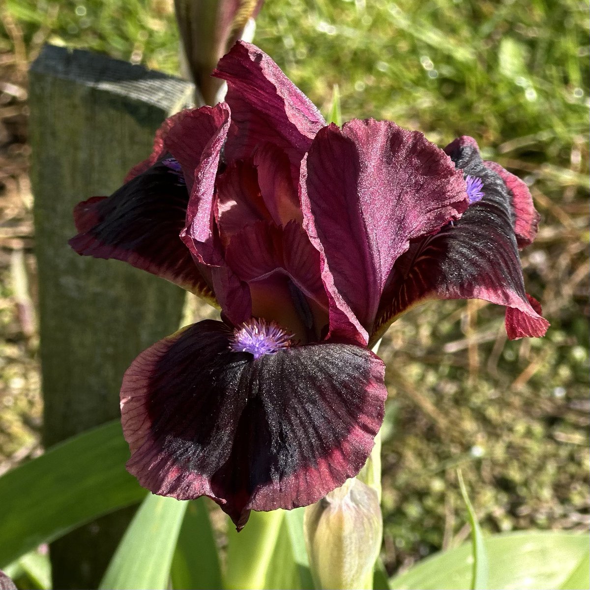 SDB Iris ‘Cats Eye’ a late dwarf Iris but worth the wait. It’s only about 14” so stood well in bad weather too! Available through the website on 1st August all being well! irises.co.uk #beardedirises #dwarfiris #iriscatseye #cats #eye #iris #flowers #strongplants #iris