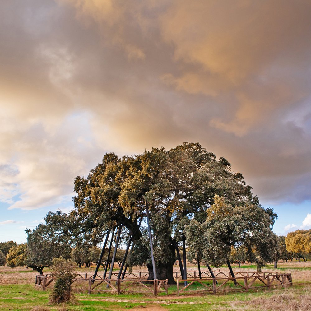 ✅Planes para ti y los tuyos. En pleno corazón de Extremadura, sierra, llanos y dehesa aparecen a tu paso para presentarte la #SierradeMontánchezyTamuja Guía bit.ly/4a18heV Mapa bit.ly/3TBr9Kt Cáceres, #livinglavidarelax @DiputacionCC @Turismo_DipCC