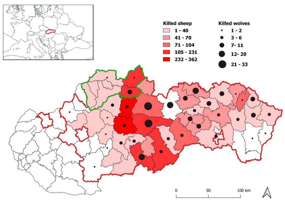 New on European conservation science: Legalized 🐺 hunting scheme and yearly hunting quotas didn't reduce the number of killed livestock killed by wolves in 🇸🇰, showing that the conservation compromise was not justified. Kutal et al. @ConLetters doi.org/10.1111/conl.1…