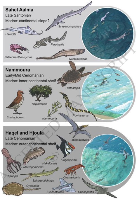 New paper on Cretaceous Lagerstätten of Lebanon 🇱🇧 including exceptional pterosaurs! 

lyellcollection.org/doi/abs/10.114…