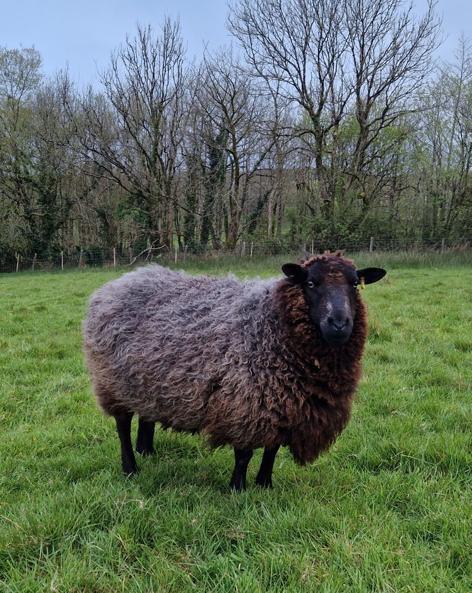 Back to wild, wet and windy at the moment 🌧🌬 Let's hope it doesn't last too long.
Bethany is one of our 13 year olds. She's hoping for sunshine and warmth to help the grass grow 🌱☘️🌱

#animalsanctuary #sheep365 #AnimalLovers #foreverhome 

woollypatchworksheepsanctuary.uk