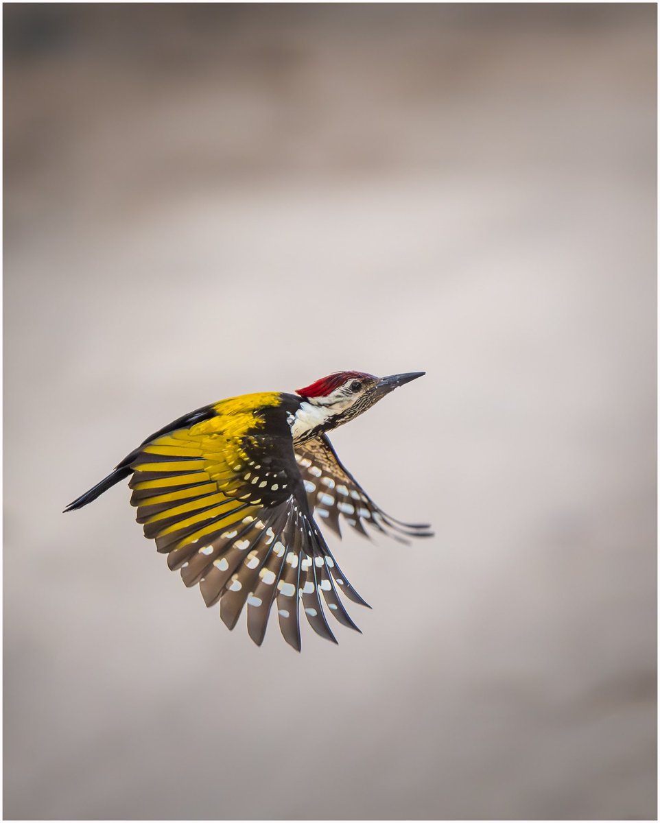 Golden flames.

His story have many names for describing him. 

Lesser Goldenback a.k.a Black-rumped Flameback
#nikonz9 + #nikon500pf 

#IndiAves #HappyBirthdayRohit #Birdland #TwitterNatureCommunity #mybirdcards #BirdsOfTwitter #Nikon