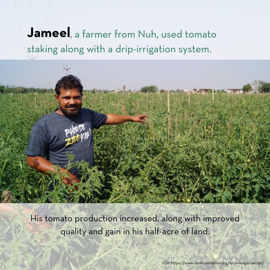 #Tomatostaking is a vital technique for #farmers. This method offers numerous benefits, including enhanced airflow, and helps minimize spoilage and pest damage. Swipe to learn how farmers can benefit from it. #ruraldevelopment #agriculturedevelopment #farmersinindia