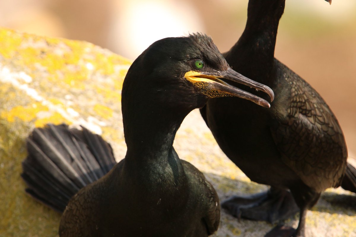 Cormorant #salteeislands #birdphotography #nature #wildlife @paulhayes55