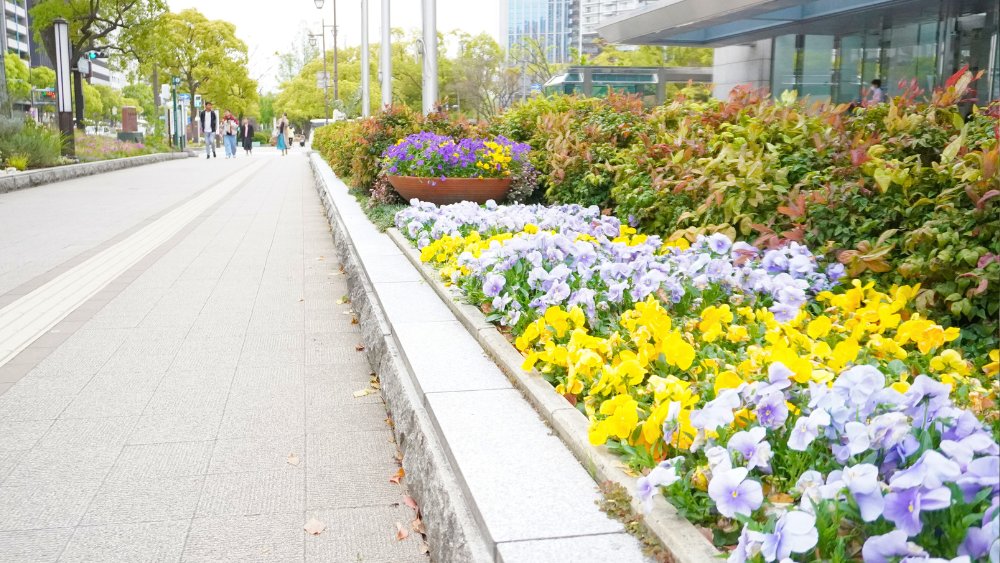 神戸でお花めぐりをしませんか？🌼 #須磨離宮公園 では春のバラ、 #相楽園 ではつつじが見頃を迎えます✨市街地にある #フラワーロード には、彩り豊かな花壇が並び、季節の花を楽しめます💐 お出かけ日和に、見頃のお花鑑賞をぜひ☺️🌿 ▽その他の花の名所はこちら feel-kobe.jp/column/kobe_fl…