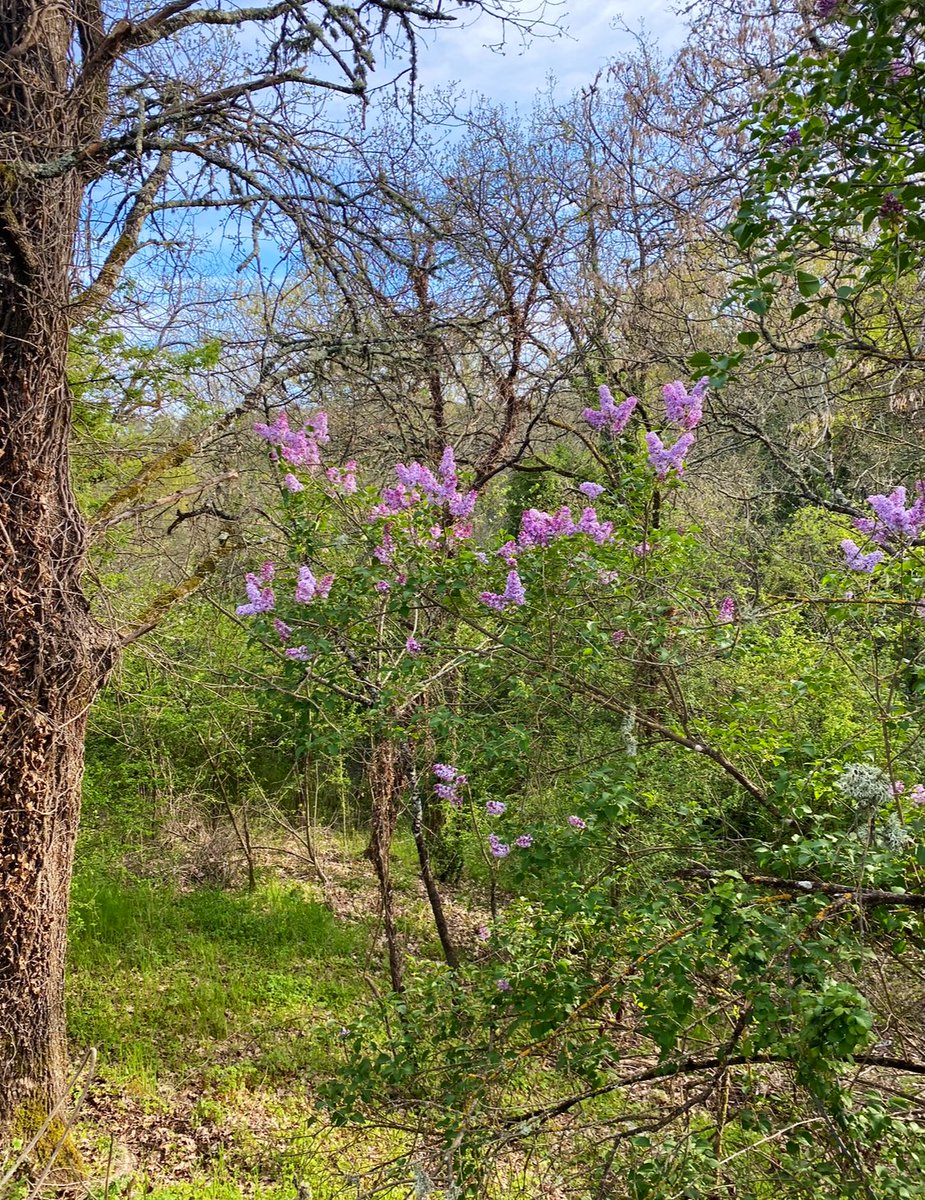 È un vero spettacolo vedere, tra tanti rami e foglie verdi, sbocciati vivaci fiori di lillà a dare colore… #Buongiorno 😘☀️🌞🌤️ #goodmorning #BuongiornoATutti #GoodMorningEveryone