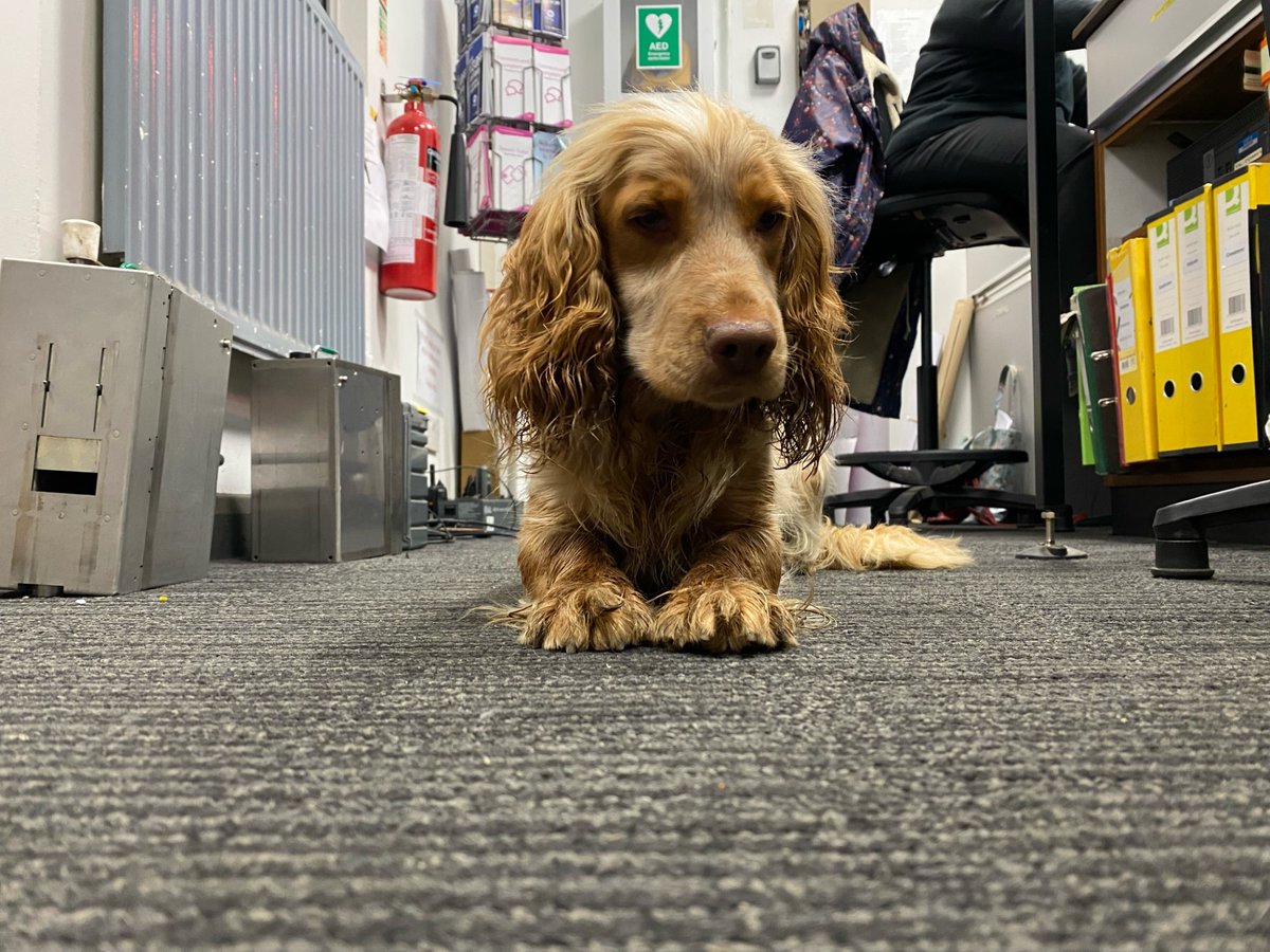 c2c_Rail's tweet photo. 🐶 Has anyone lost a dog? Tilbury Town station have found this little fellow and are keeping them safe at the station. Please get in touch if you are their owner. https://t.co/A6oD0dtbnV