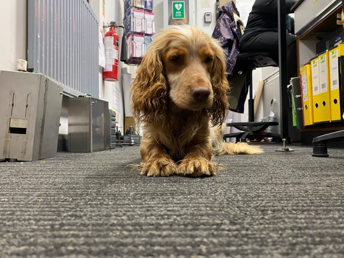 A cocker spaniel lying on the floor at a c2c ticket office.