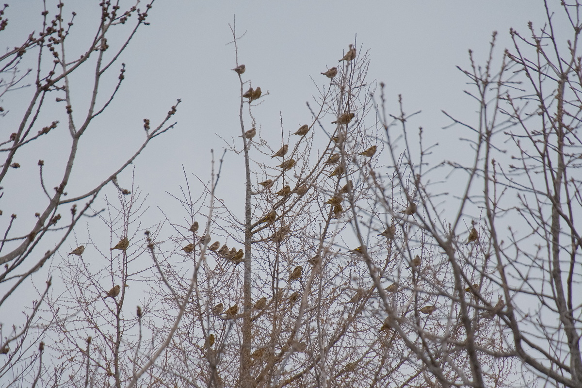 カワラヒワが、大群でやってきました。

５０羽くらいでしょうか・・・

春になるとやってくる鳥ですが、時々、このような大群で登場します。

#カワラヒワ #鳥 #野鳥 #bird #wildbird #hmnote #北海道 #hokkaido