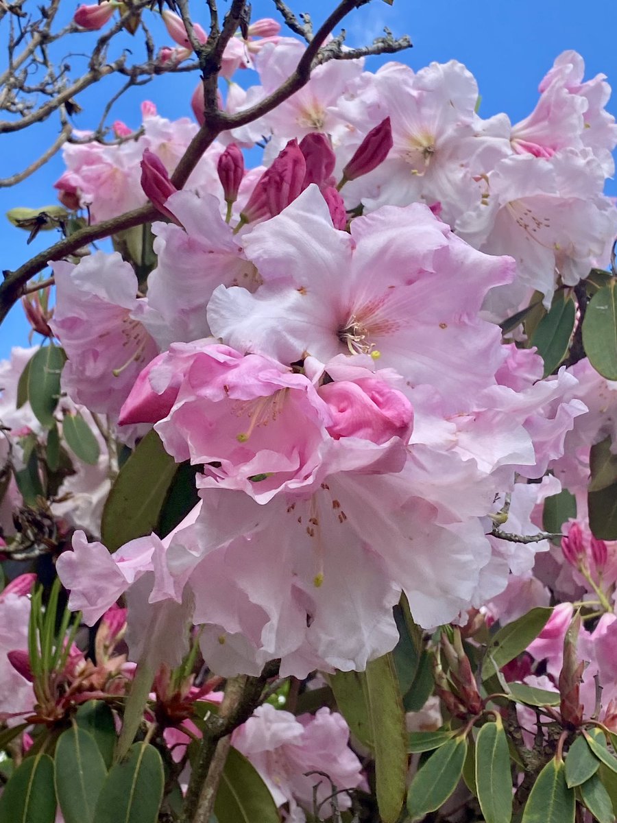 So much Spring beauty yesterday at Emmetts Garden, Ide Hill, Kent @southeastNT Our weekly visits are a joy!