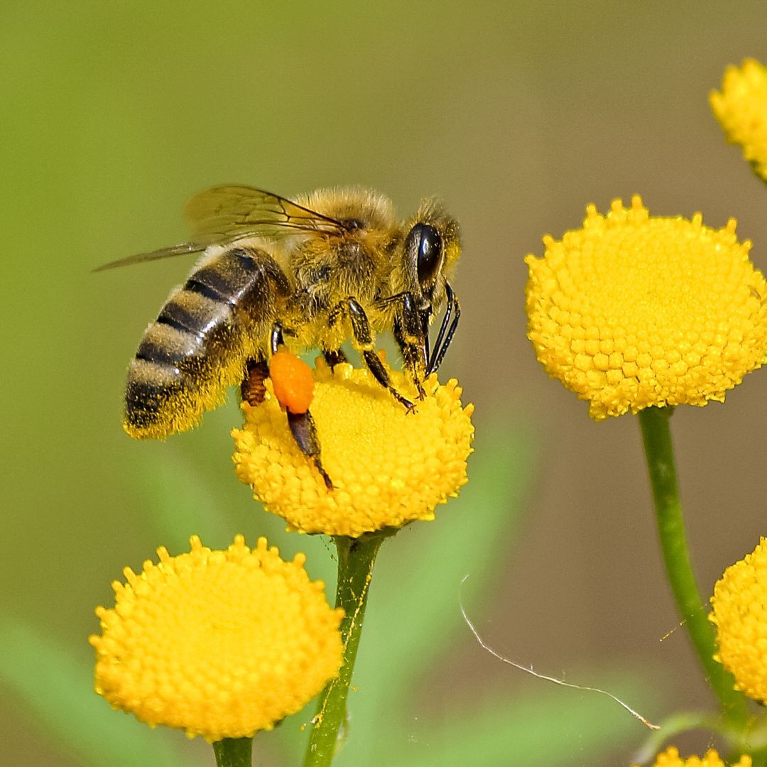 🐝 #OrganicFarms support #pollinators! By avoiding harmful chemicals, organic agriculture promotes biodiversity and protects our precious ecosystems. #Biodiversity #ClimateFarming

Discover OrganicClimateNET 👉bit.ly/3Jdg1P5