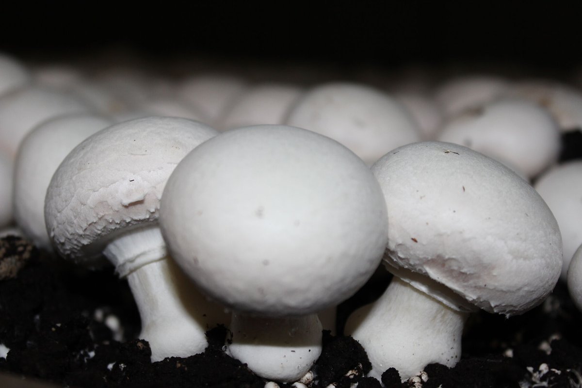 🌱 Embrace local mushroom farms! Supporting small-scale growers not only promotes sustainable agriculture but also strengthens community resilience. 🍄 #LocalFood #SupportFarmers

Discover BIOSCHAMP 👇bit.ly/3QkWZuH