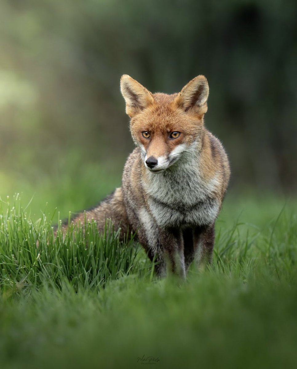 Good morning , your #FoxOfTheDay from @phelpsphotographyx on Instagram