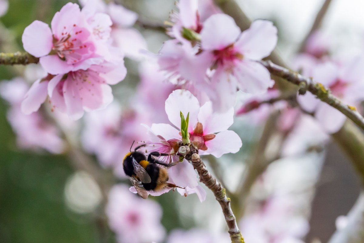 Snapped someone soaking up the blossom this spring? Let's see those photos - share your favourites below 👇 #BlossomWatch