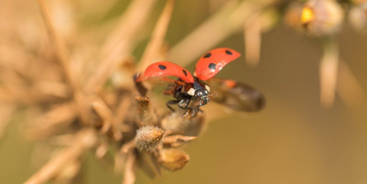 Ladybirds are probably our most familiar beetles, but did you know there are around 47 species in the UK with a variety of different colours and patterns? 🐞🤔 Learn more ⬇️ northwaleswildlifetrust.org.uk/wildlife-explo… 📷 Janet Packham