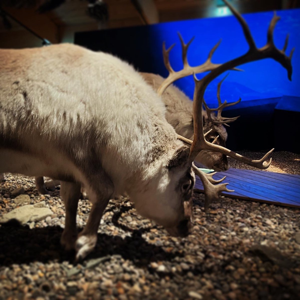 Vad fordrar en ren? Se mig och @cattastrofer intervjua Heidi Rautiainen, fil dr i biologi vid @_SLU, om vinterutfodring av renar. I ”Förklara din forskning” ikväll kl 21.00 på Axess TV - eller redan nu på Axess hemsida och Youtube-kanal! 🎬 youtu.be/PHxyzGcYE2Y?si…