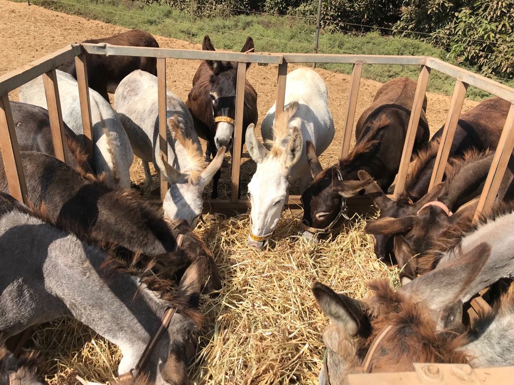 🥕With 220 rescued donkeys in our care to feed, our food supplies dwindle so fast 😟Some donkeys have special dietary needs too 🫵We desperately need your help to keep their bellies full & their smiles wide! Every donation, big or small helps ow.ly/MVCb50Rn2CU thanks 🙏