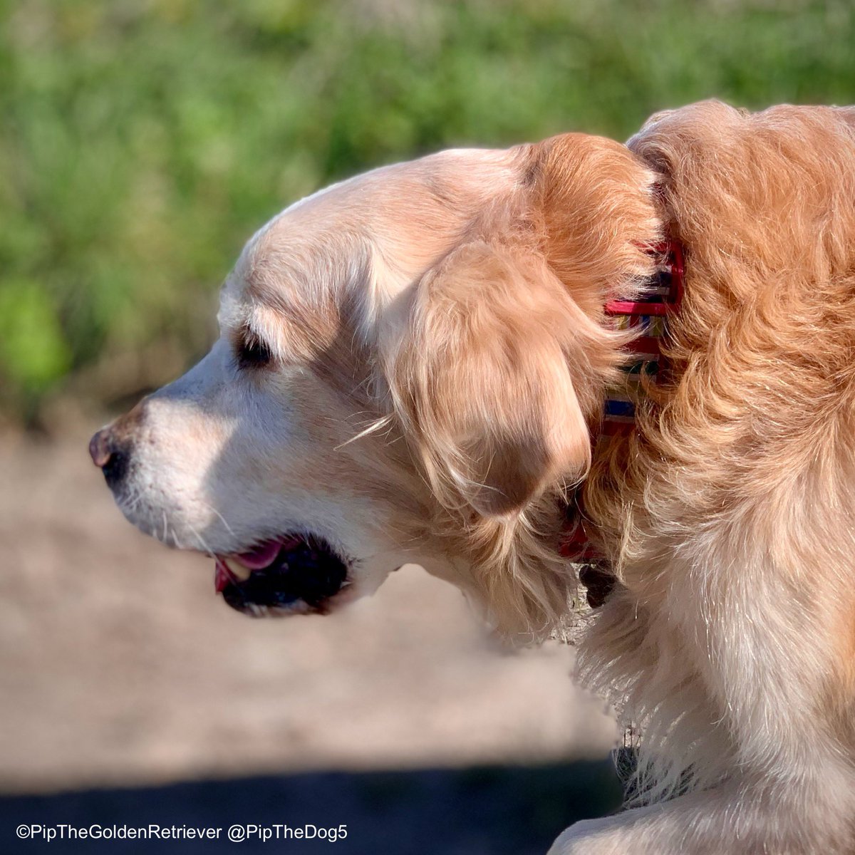 🌤️🐶🌿

Profile Portrait of an Older Dog.

#GoldenRetrievers 🐕😀🐾