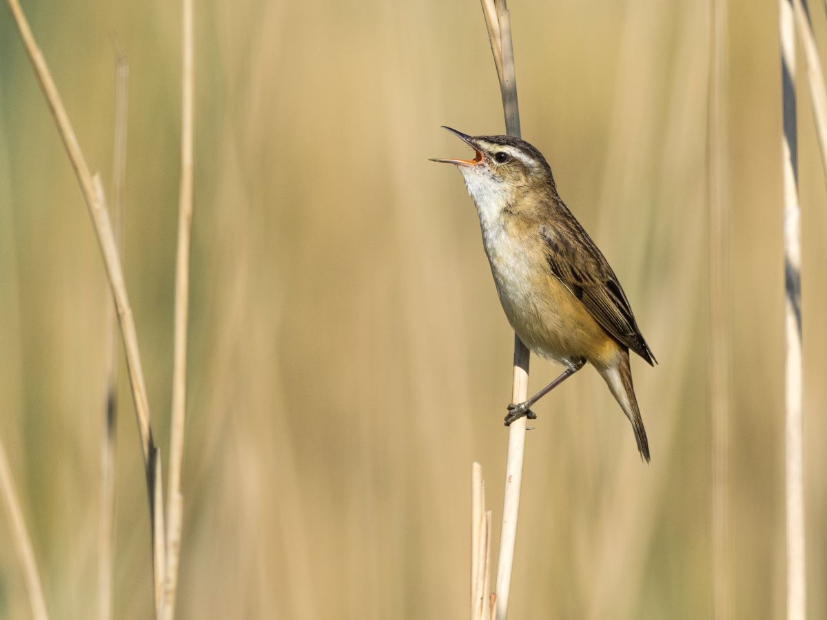 ✨ Dawn Chorus Day walk this Sunday ✨ Join us to experience the sights and sounds of a wetland dawn chorus at Welney, this International Dawn Chorus Day. 📅 Sun 5 May, 5-8am Don't miss out, book your place here 👉 ow.ly/7XoW50RrwyH 📷 Sedge warbler by Simon Stirrup