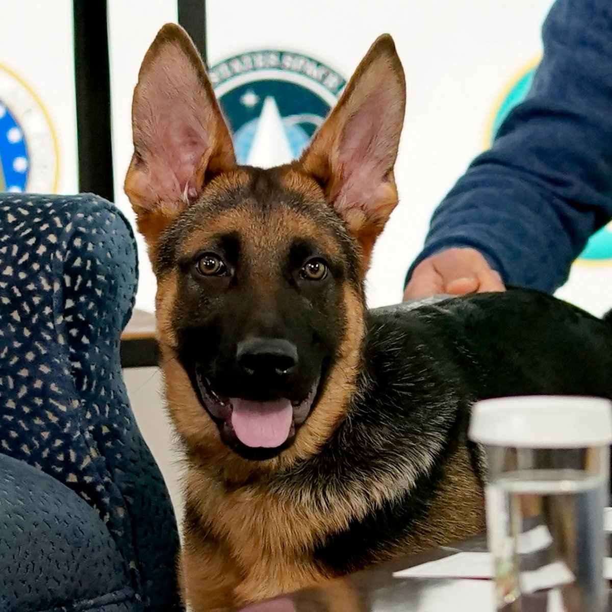 . Hey America, if you are #TeamCricket, President Biden is the only choice in 2024 Even though there were problems with the German Shepherds, none of them were shot in a gravel pit... . . . there is always another solution. Live long Major... Live long Commander ! 🐾 💙 🐾