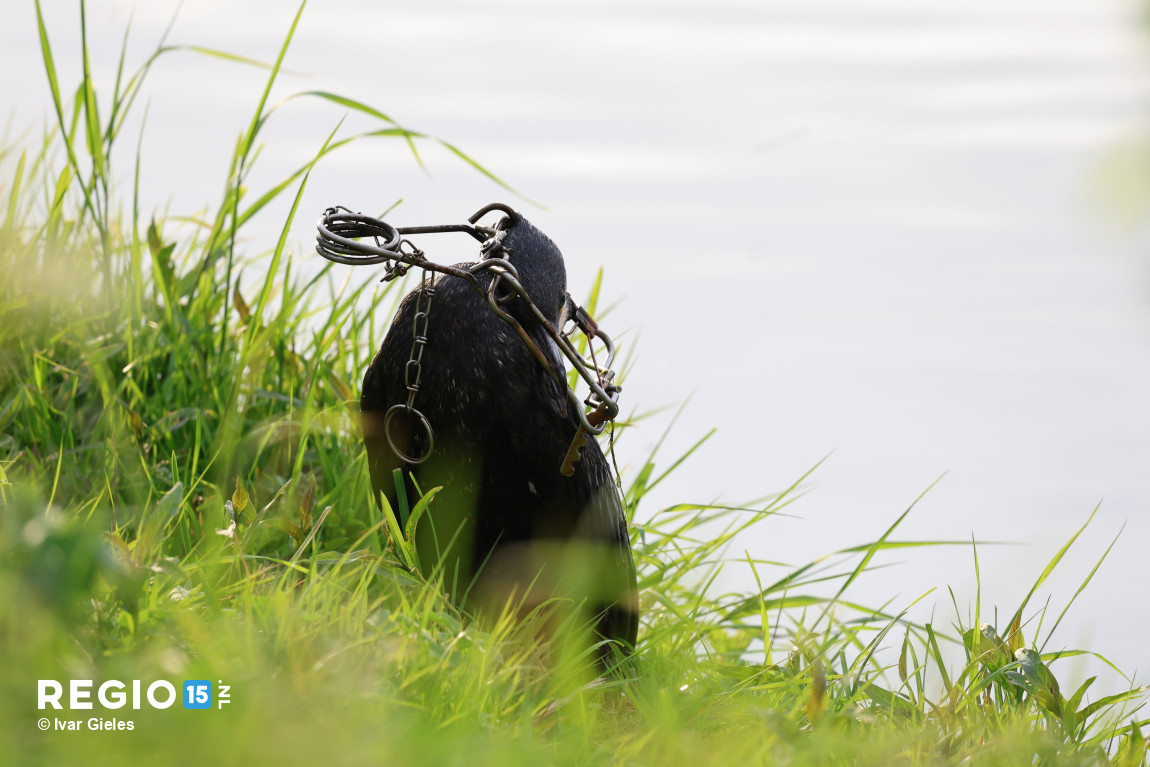 Nu online: aalscholver verlost van muskusrattenval #Blauweregenpad #Zoetermeer regio15.nl/nieuws/dieren/…