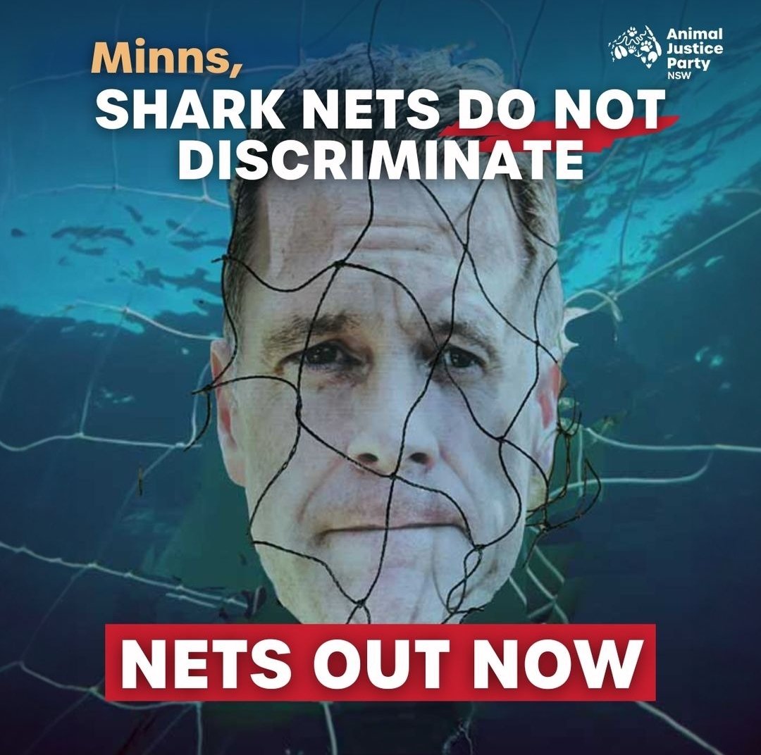 'Killer nets were removed from our beaches today & we are going to make sure they don't go back in. @ChrisMinnsMP has the power to keep the nets out. Sign the petition - Ban Killer Shark Nets' ... - @AJPNSW nsw.animaljusticeparty.org/ban_killer_sha…