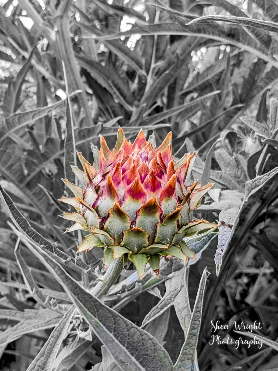 Color popped wild artichoke. Shot June 15th 2023. 

#colorpop #artichoke #artichokes #colorpopphotography #photograghy #photooftheday #popphotography #BirdsLanding #wildartichokes #art
