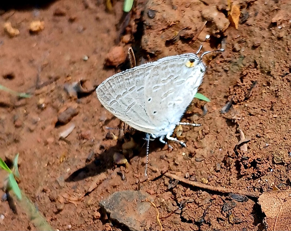 Butterflies love summer.. The leopard flew directly at me! #IndiAves #TitliTuesday #butterfly #tuesdayvibe #TwitterNatureCommunity #ThePhotoHour #Pune