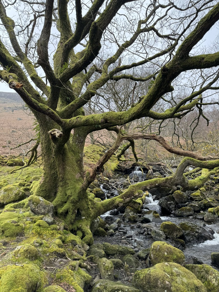 Beside Barrow Beck, Ashness 📸🥾 #thicktrunktuesday