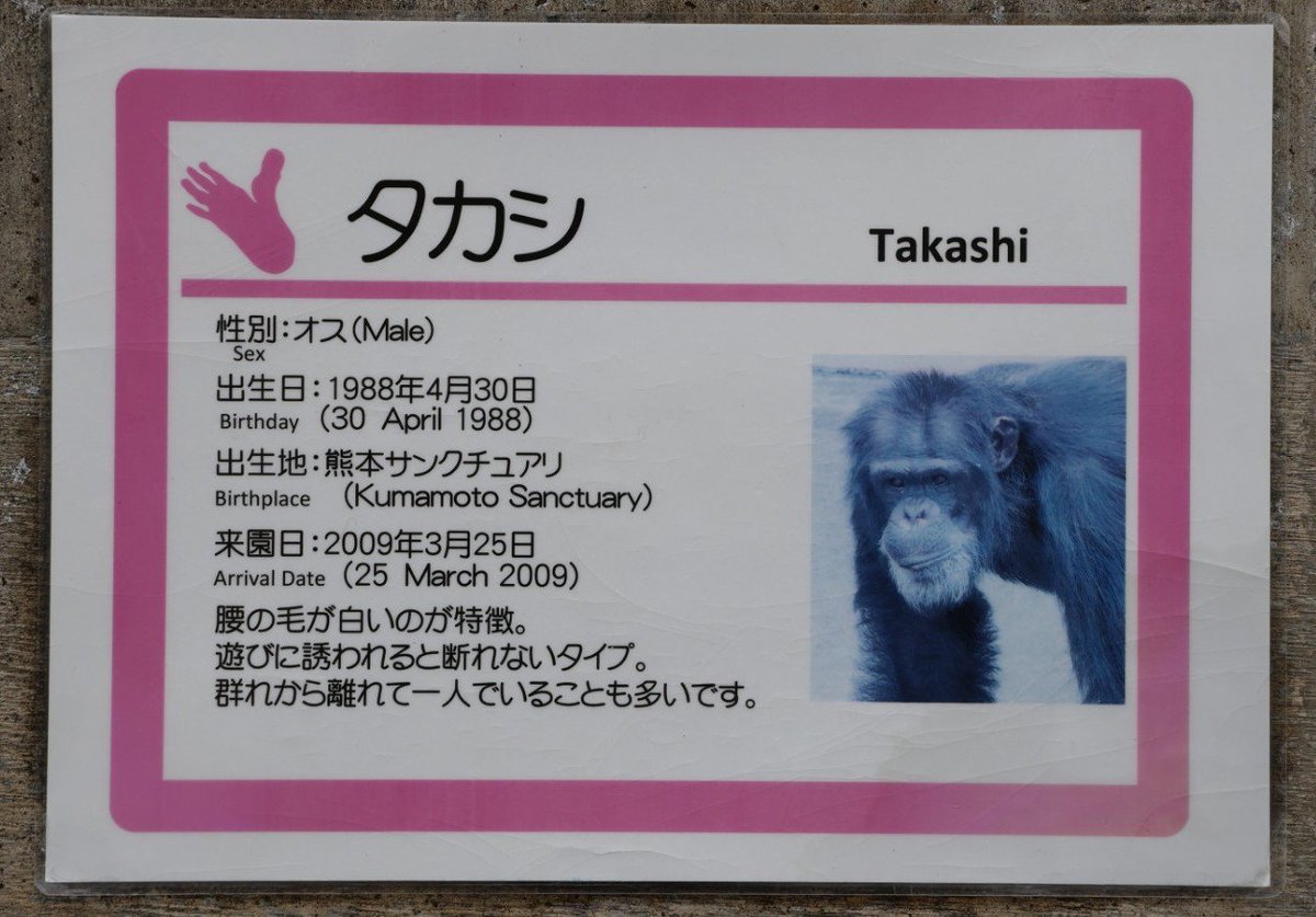タカシくん✨
お誕生日🎂おめでとう🎉

2024/04/04
2024/04/25撮影

#京都市動物園 
＃チンパンジー