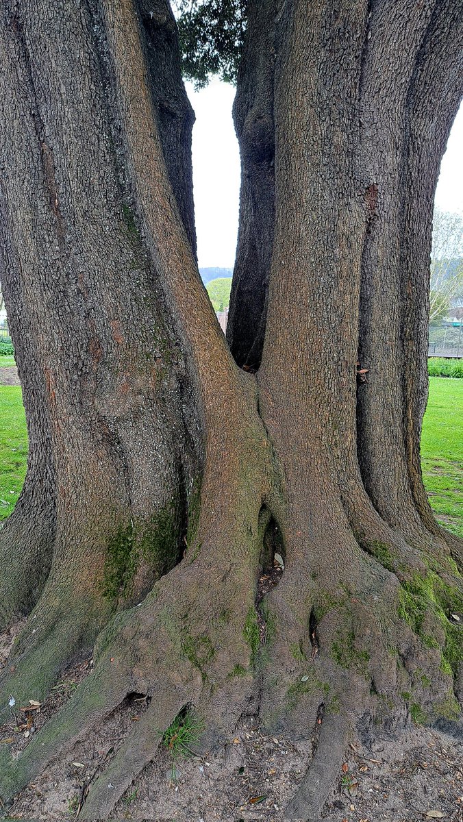 A double trunked evergreen oak in Devon for #thicktrunktuesday #Sidmouth