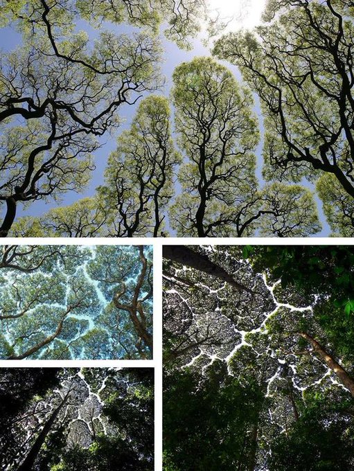 The exact physiological basis of crown shyness is not certain. The phenomenon has been discussed in scientific literature since the 1920s. 

A prominent hypothesis is that canopy shyness has to do with mutual light sensing by adjacent plants.