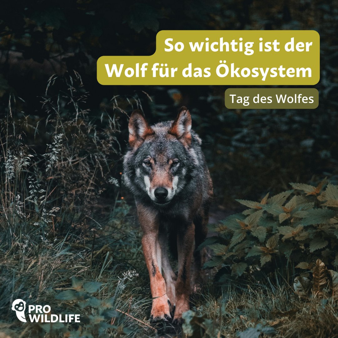 🐺Der #Wolf ist wichtig für ein intaktes, natürliches Ökosystem: Er reguliert Populationen, hält Bestände gesund & hilft gesunde Wälder zu erhalten🌳 Die Koexistenz von🚶‍♂️&🐾wird immer wichtiger - das gelingt nicht durch Abschüsse, sondern präventiven Herdenschutz! #TagDesWolfes