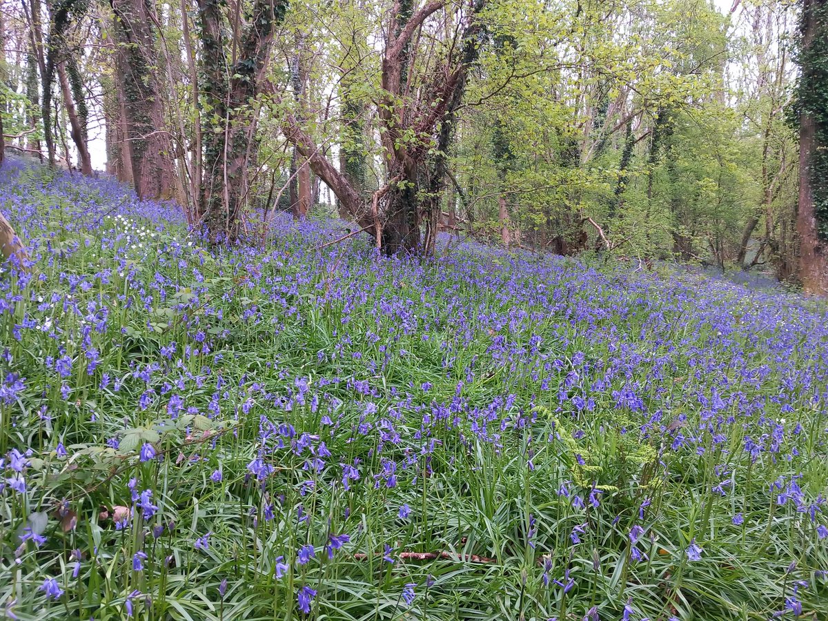 Another walk in the bluebells to start the day #bluebells #woodland #nature #springflowers #wiltshire #outdoors #longleat #lovewhereyoulive #bluebellwoods #cranbornechase #countrylife @Longleat