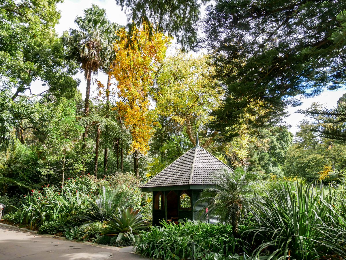 Royal Botanic Gardens Melbourne has transformed with the arrival of autumn. 🍂 Wander along the picturesque tree-lined pathways of Hopetoun Lawn and feel the crunch of leaves beneath your feet on Oak Lawn. Do you have a favourite autumn ritual?