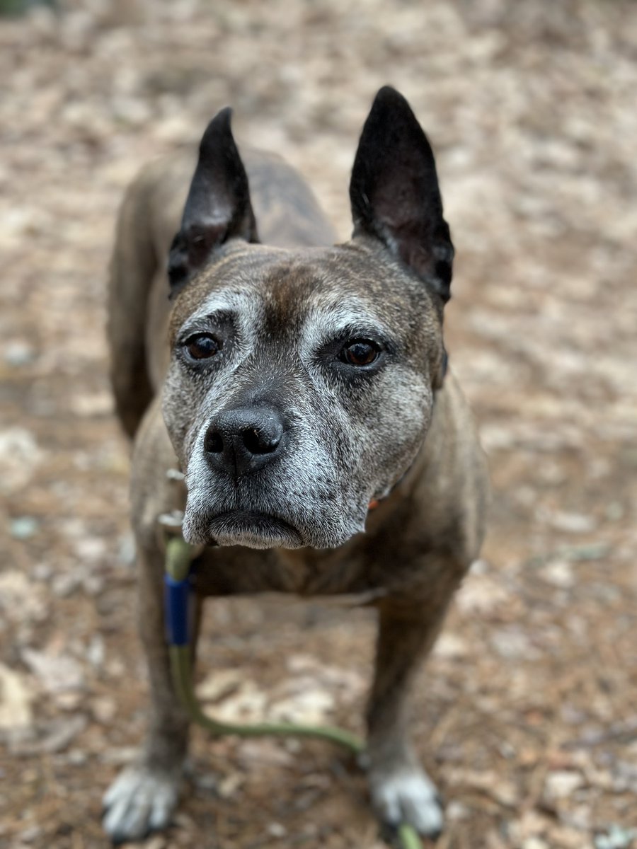 Good morning! Happy Haley & I had a wonderful walk in the woods. She got treats from her friend Carol which always makes her happy!😍 volunteered at the shelter also.  Going to be away from my girl till early Saturday.  ✈️ today! Have a great day everyone😁 #adoptashelterdog