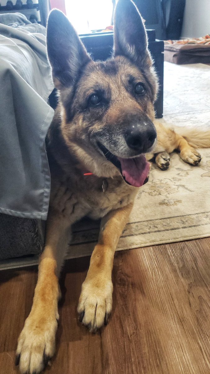 We have a very happy #sillyFilly for this week's #tongueoutTuesday pic! 😋❤🐾🐶🐕❤🐾😋 #TOT #happydogs #rescueGSD #walkinthedoginwhitby #walkinthedog