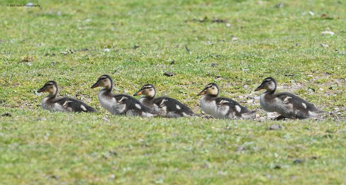 Mallard ducklings. 5 of the 8 out of 10 remaining yesterday. #BirdTwitter #Nature #Photography #wildlife #birds #TwitterNatureCommunity #birding #NaturePhotography #birdphotography #WildlifePhotography #Nikon