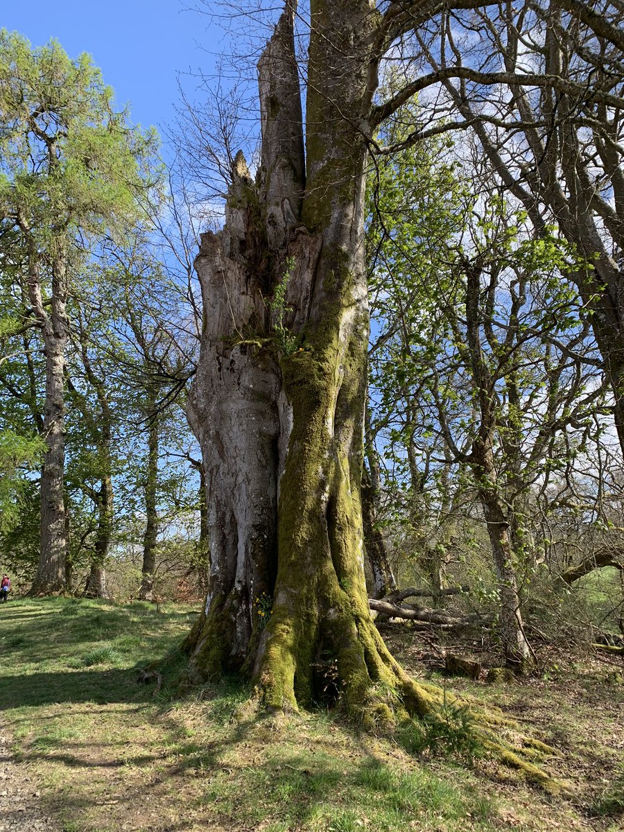 #ThickTrunkTuesday Bennybeg, near Crieff.