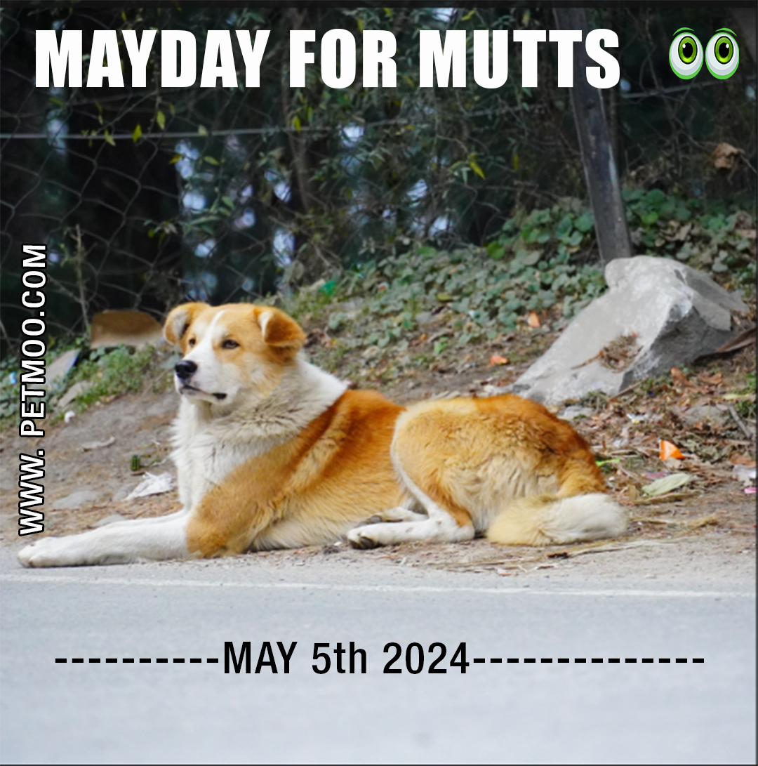 Mayday for Mutts
#petmoo #pets #dogs #dogday #petdays #pet #petday2024 #muttsday