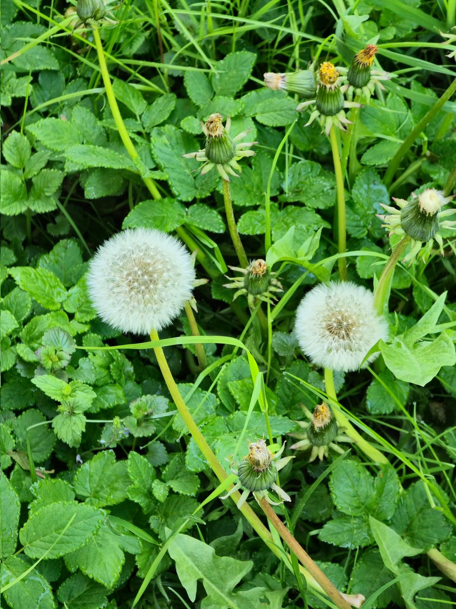 Taraxacum ist gut, haben Sonnenblumen was gemeinsames!