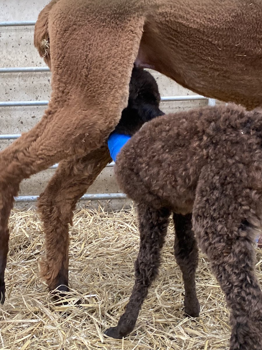 Barnacre Alpacas tweet media