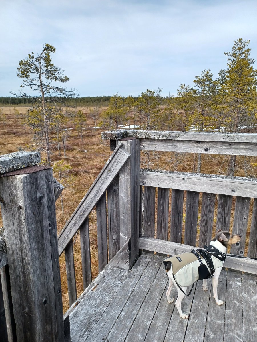 Kilpisuon #luonto'polulla #Karstula'n Vastingilla, #keskisuomi. Ihana auringonpaiste. Sitruunaperhonen pongattu, kuoveja, töyhtöhyyppiä, kurkia, joutsenia, haukka, ilveksen ja metsäkauriin jäljet, hirvenjätöksiä. #patikointi #retkeily #ulkonaperillä