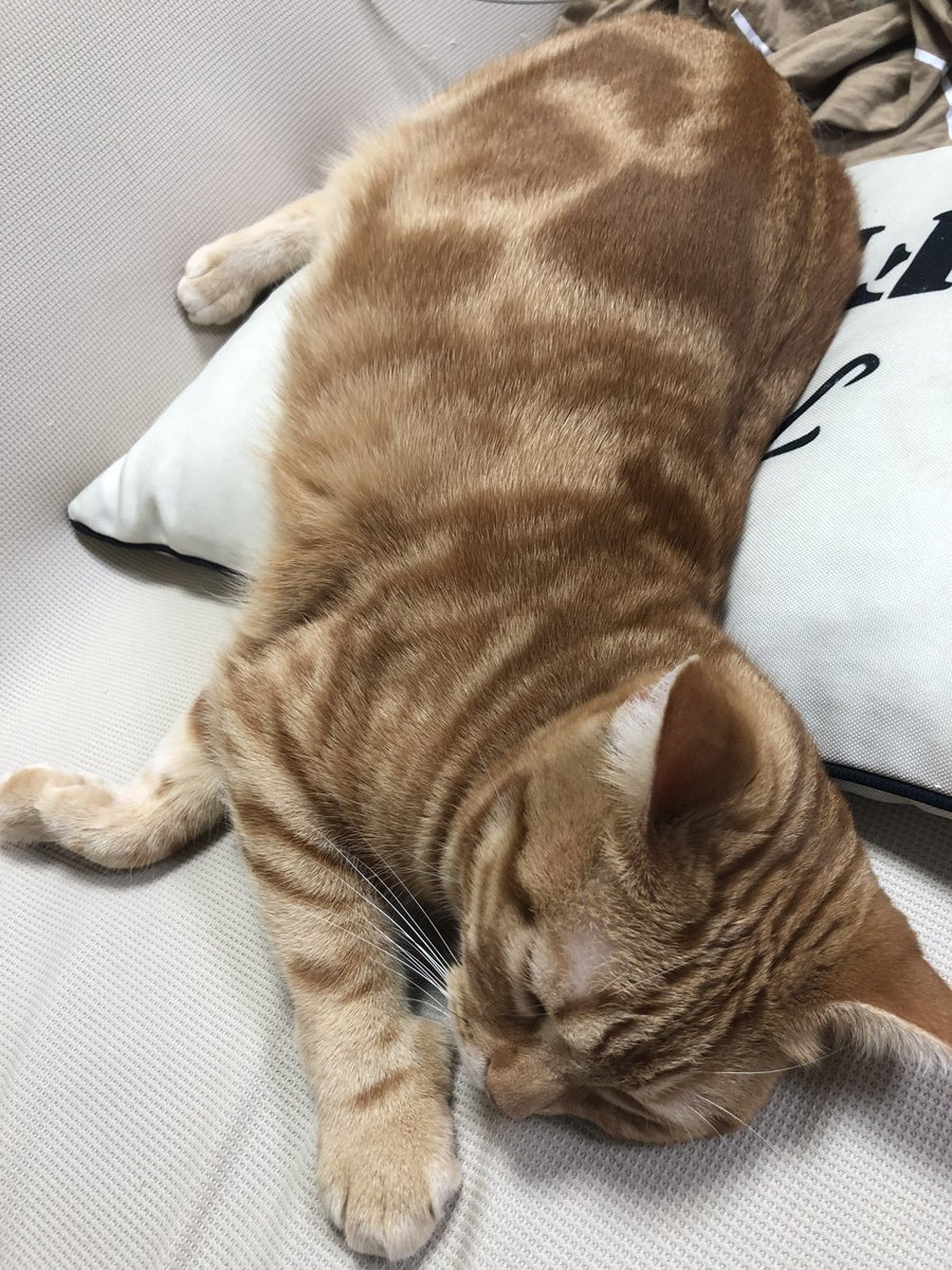 #猫
ネコ様は寝たらとろけていきます