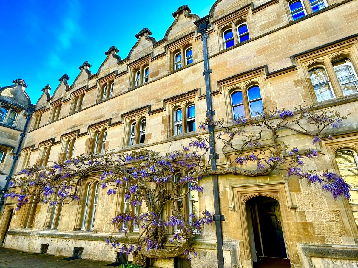 Am calling it as peak wisteria for this quad (the other one has hardly got started yet) @UnivOxford